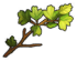 Branch