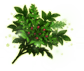 Tree of Life