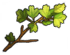 Branch