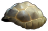 Turtle Shell