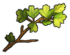 Branch