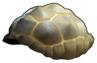 Turtle Shell