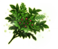 Tree of Life